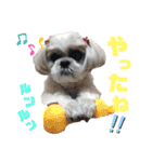 シーズー犬モコの日常会話スタンプ（個別スタンプ：16）