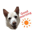ポジティブ犬おーちゃんのスタンプ【日常】（個別スタンプ：1）