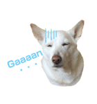 ポジティブ犬おーちゃんのスタンプ【日常】（個別スタンプ：4）