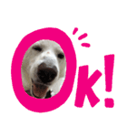 ポジティブ犬おーちゃんのスタンプ【日常】（個別スタンプ：5）