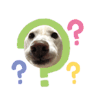 ポジティブ犬おーちゃんのスタンプ【日常】（個別スタンプ：7）