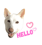 ポジティブ犬おーちゃんのスタンプ【日常】（個別スタンプ：8）
