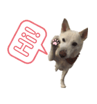 ポジティブ犬おーちゃんのスタンプ【日常】（個別スタンプ：11）