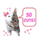 ポジティブ犬おーちゃんのスタンプ【日常】（個別スタンプ：13）