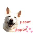ポジティブ犬おーちゃんのスタンプ【日常】（個別スタンプ：17）