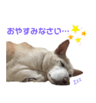 ポジティブ犬おーちゃんのスタンプ【日常】（個別スタンプ：19）