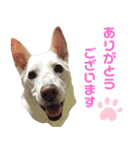 ポジティブ犬おーちゃんのスタンプ【日常】（個別スタンプ：20）