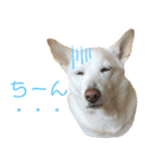 ポジティブ犬おーちゃんのスタンプ【日常】（個別スタンプ：21）