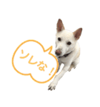 ポジティブ犬おーちゃんのスタンプ【日常】（個別スタンプ：22）