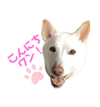 ポジティブ犬おーちゃんのスタンプ【日常】（個別スタンプ：23）