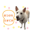 ポジティブ犬おーちゃんのスタンプ【日常】（個別スタンプ：24）