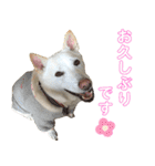 ポジティブ犬おーちゃんのスタンプ【日常】（個別スタンプ：25）