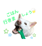 ポジティブ犬おーちゃんのスタンプ【日常】（個別スタンプ：26）