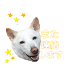 ポジティブ犬おーちゃんのスタンプ【日常】（個別スタンプ：28）