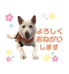 ポジティブ犬おーちゃんのスタンプ【日常】（個別スタンプ：29）