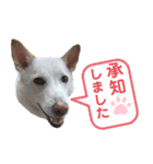 ポジティブ犬おーちゃんのスタンプ【日常】（個別スタンプ：30）