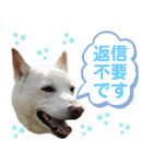 ポジティブ犬おーちゃんのスタンプ【日常】（個別スタンプ：31）