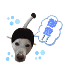 ポジティブ犬おーちゃんのスタンプ【日常】（個別スタンプ：32）