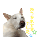 ポジティブ犬おーちゃんのスタンプ【日常】（個別スタンプ：33）