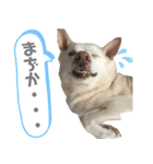 ポジティブ犬おーちゃんのスタンプ【日常】（個別スタンプ：34）