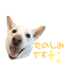 ポジティブ犬おーちゃんのスタンプ【日常】（個別スタンプ：36）
