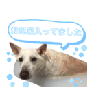 ポジティブ犬おーちゃんのスタンプ【日常】（個別スタンプ：38）
