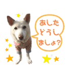 ポジティブ犬おーちゃんのスタンプ【日常】（個別スタンプ：40）