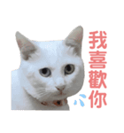 白猫『人間観察員』奶糖の日記（個別スタンプ：3）