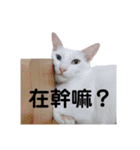 白猫『人間観察員』奶糖の日記（個別スタンプ：4）