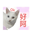 白猫『人間観察員』奶糖の日記（個別スタンプ：5）