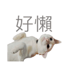 白猫『人間観察員』奶糖の日記（個別スタンプ：9）