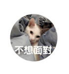 白猫『人間観察員』奶糖の日記（個別スタンプ：13）