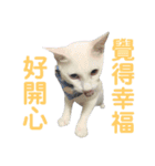 白猫『人間観察員』奶糖の日記（個別スタンプ：24）
