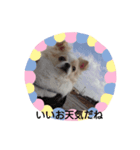 ホワイトチワワのありがとう（個別スタンプ：8）