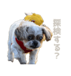 シーズー犬・ポコ（個別スタンプ：1）