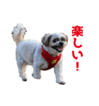 シーズー犬・ポコ（個別スタンプ：2）