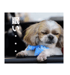 シーズー犬・ポコ（個別スタンプ：3）