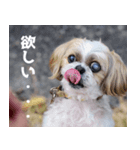 シーズー犬・ポコ（個別スタンプ：4）