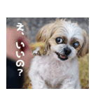 シーズー犬・ポコ（個別スタンプ：5）