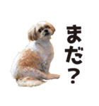 シーズー犬・ポコ（個別スタンプ：6）