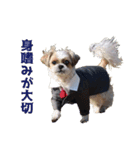 シーズー犬・ポコ（個別スタンプ：7）