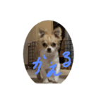はるちゃん 初回版 その1（個別スタンプ：5）
