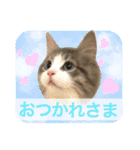 もふ猫トノくん＜かわいい敬語スタンプ＞（個別スタンプ：3）