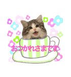 もふ猫トノくん＜かわいい敬語スタンプ＞（個別スタンプ：12）