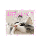 もふ猫トノくん＜かわいい敬語スタンプ＞（個別スタンプ：15）