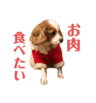 キャバリアのしずくとあずき（個別スタンプ：3）