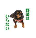 キャバリアのしずくとあずき（個別スタンプ：4）