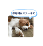 キャバリアのしずくとあずき（個別スタンプ：7）