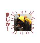 キャバリアのしずくとあずき（個別スタンプ：8）