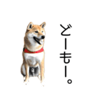 日常的な会話をする柴犬（個別スタンプ：1）
